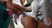 Anillando un pollo 2