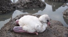 Pollo en nido en Río Máximo